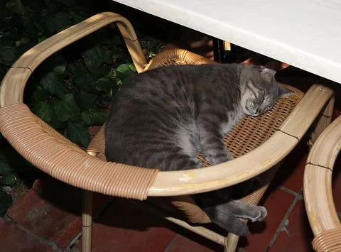 Un gato gris atigrado durmiendo enroscado en una silla de mimbre.