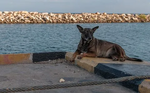 Un perro echado en un muelle de cemento, con el mar y un rompeolas detrás.